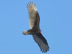 turkey vulture.jpg