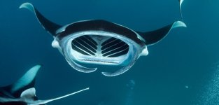 header-manta-ray-dance.jpg