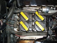 lt5coils.jpg